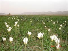 لاله دو رنگ